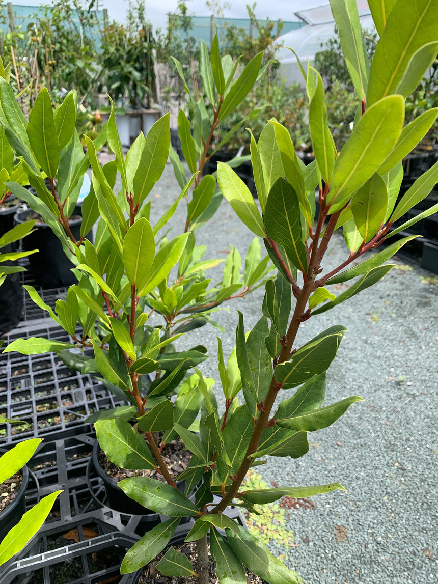 Laurus Nobilis - Bay Tree 1.9L