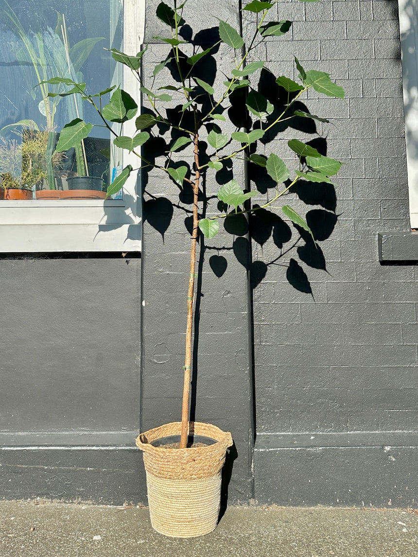 2m Candelabra Espalier Ficus religiosa ‘Sacred Fig’ in 25cm Nursery Pot