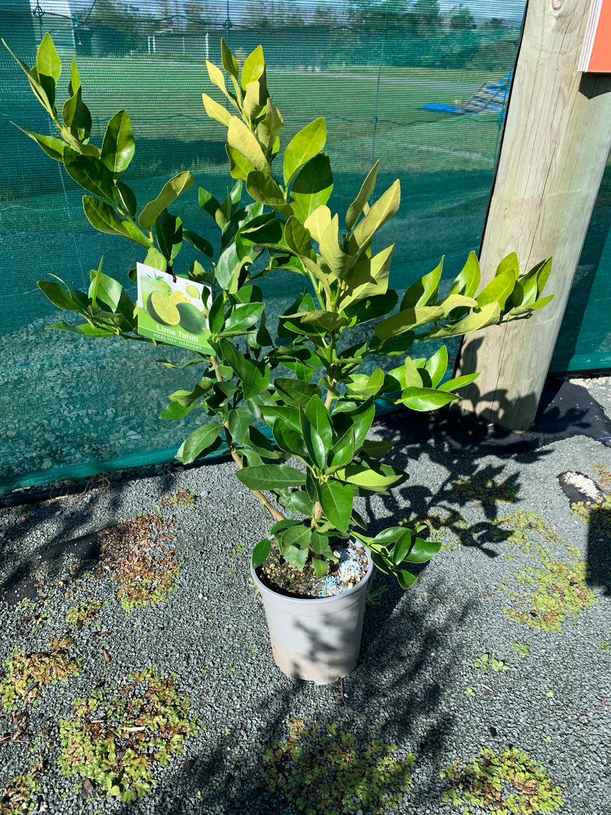 Citrus Lime Tahiti 3.5L