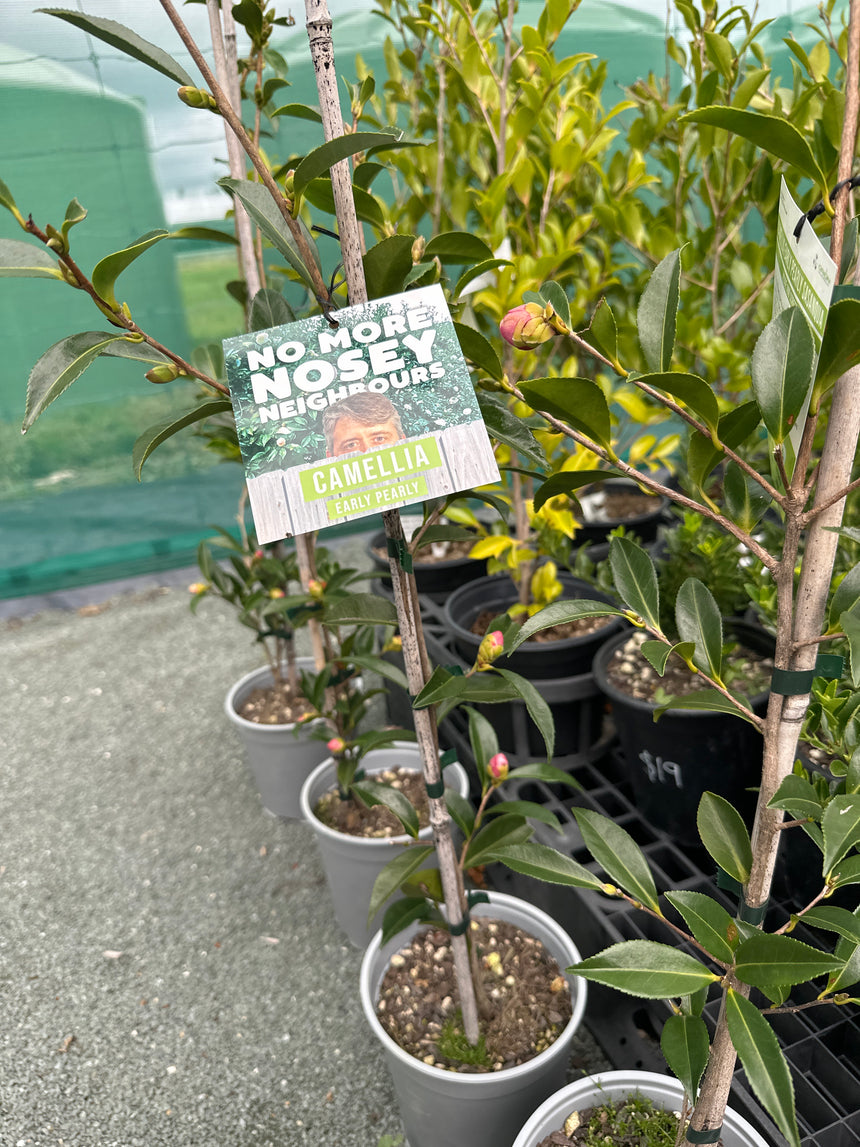Camellia early pearly sasanqua 3.5L