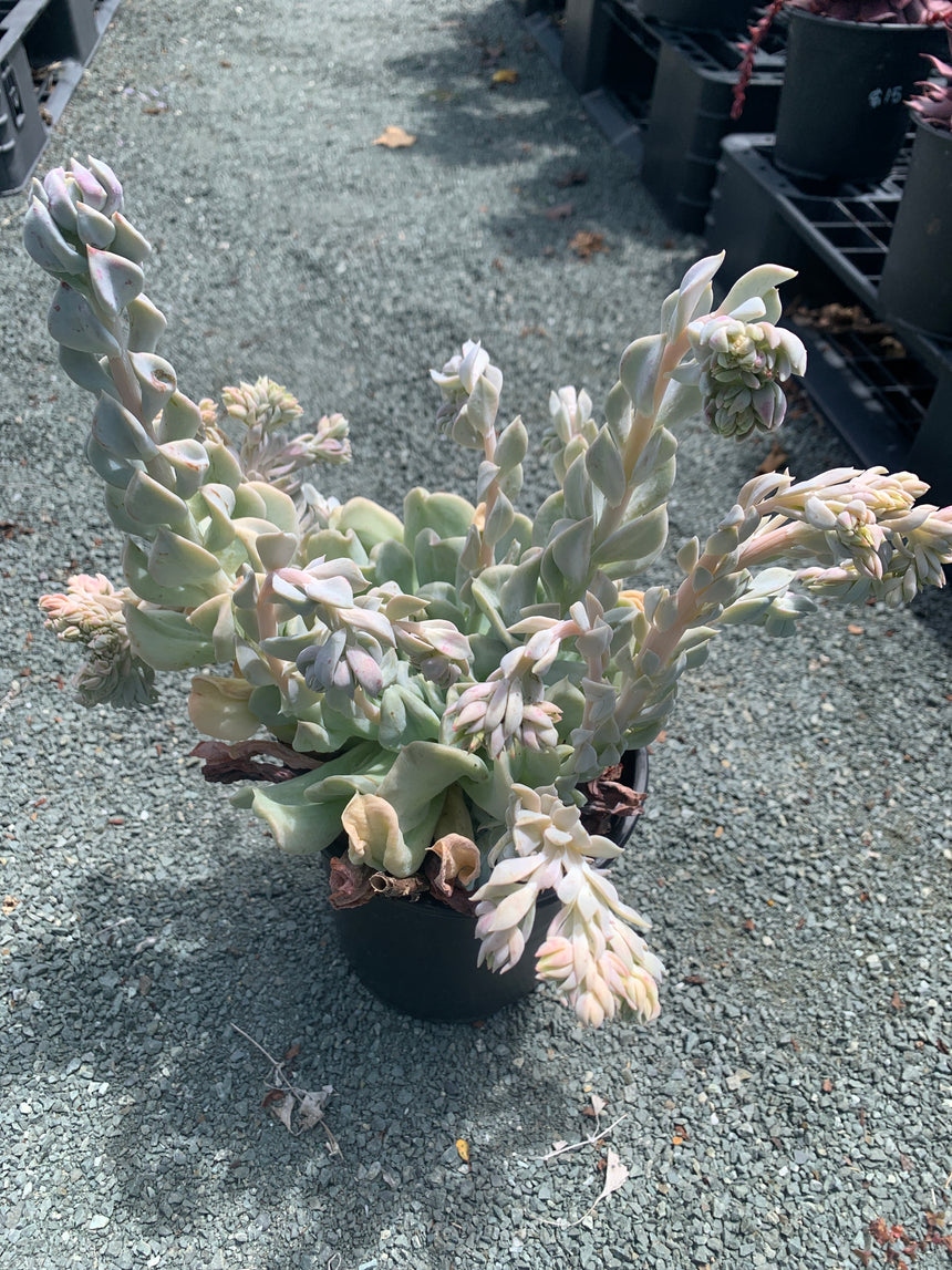 Topsy Turvy 2.5L Echeveria