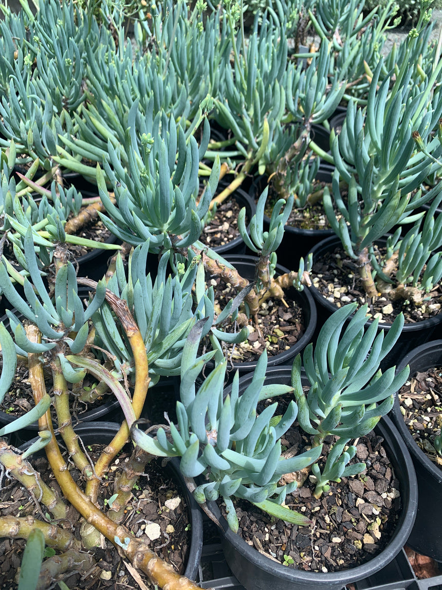 Blue Chalk Sticks Senecio Serpens 2.5L