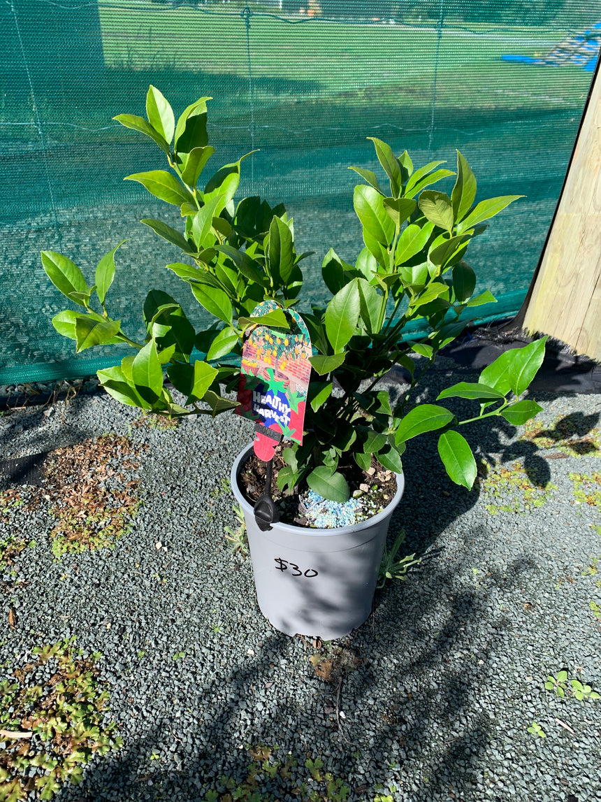 Citrus Lemon Meyer 3.5L