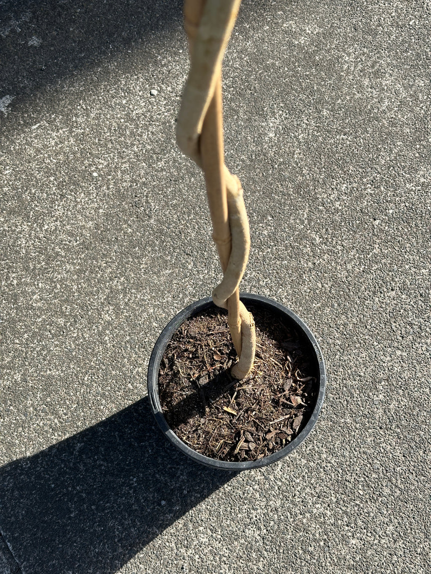 2m Standard Ficus Spiral in 25cm Nursery Pot