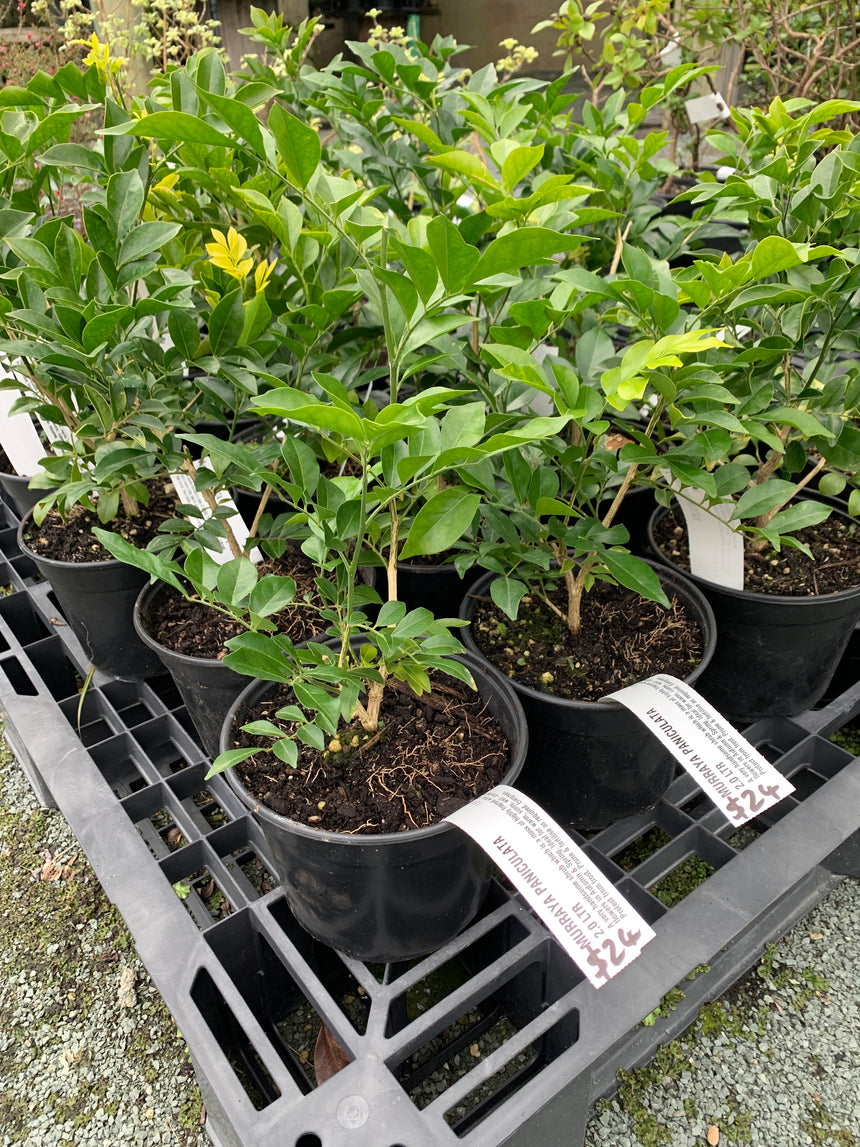 Murraya paniculata 2L