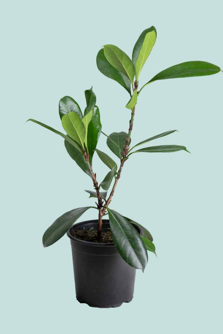 Ficus cyathstipula - African Fig - 2.5L / 17cm / Medium