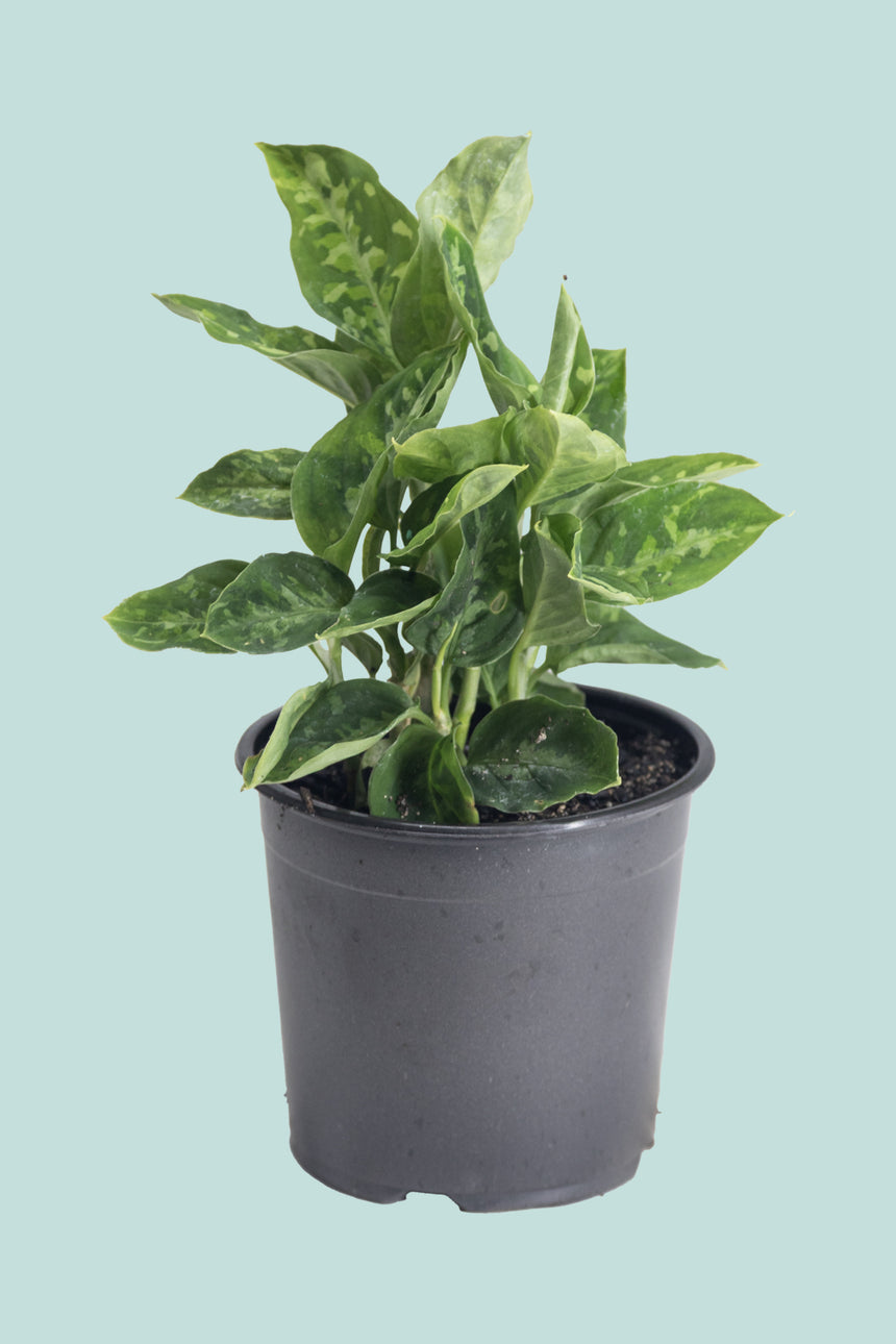 Aglaonema pictum 'Tricolour' - Small / 14cm / 1.3L