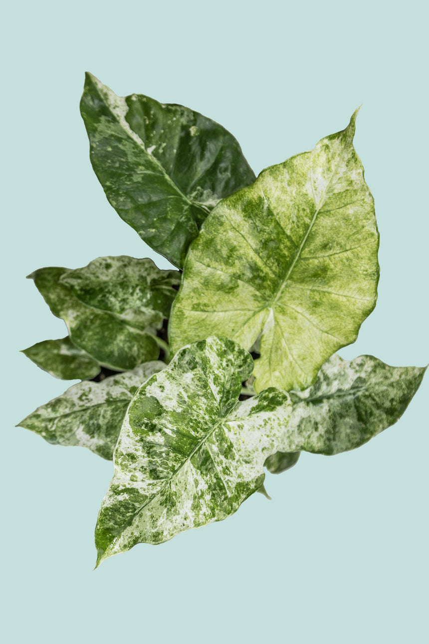 Alocasia odora 'Batik' - 2.5L / 17cm / Medium