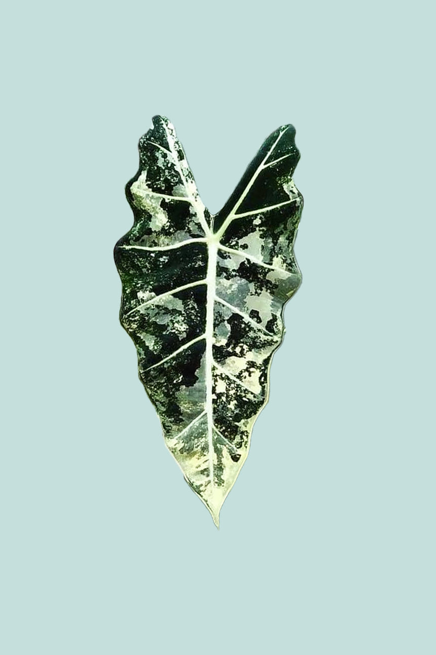 Variegated Alocasia Frydek - 14cm / 1L / Small Plant