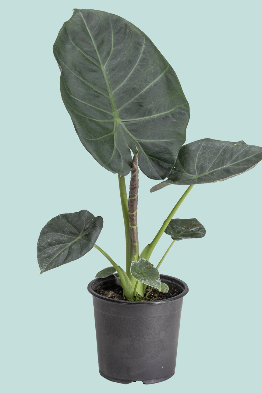 Alocasia 'Regal Shield' - 2.5L / 17cm / Medium