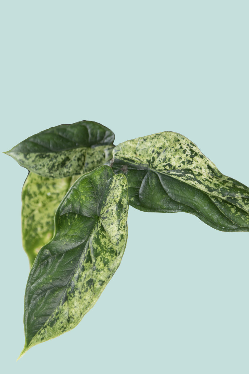 Variegated Alocasia Dragon Scale  - 1.3L / 14cm / Small