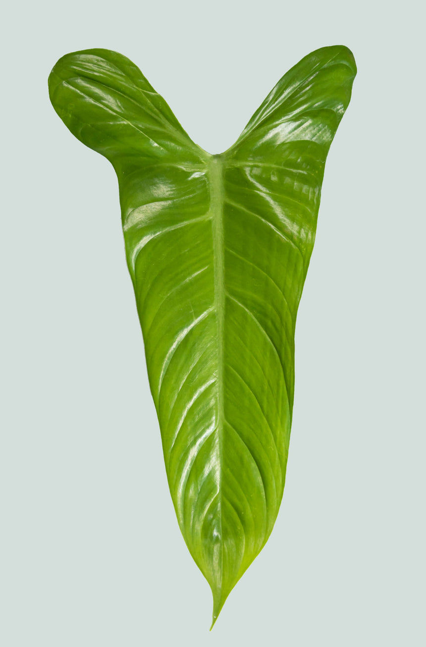 Amazon Arrow - Philodendron hastatum - 1.3L / 14cm / Small