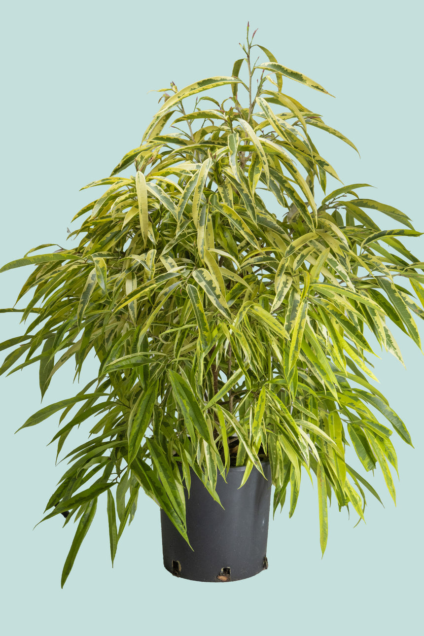 Amstel Gold - Ficus maclellandii - 10L / 25cm / Large Plant