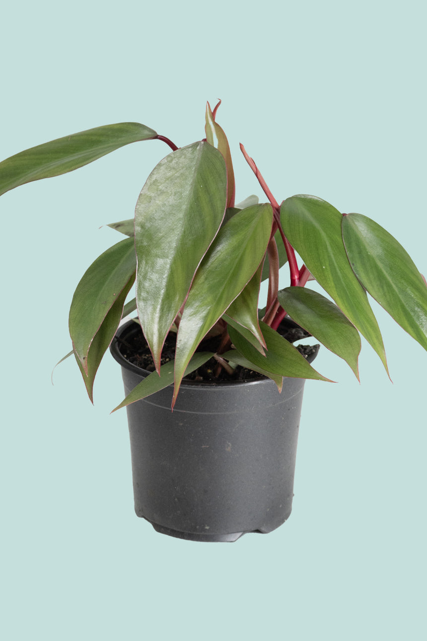 Anderson's Red - Philodendron erubescens - 1.3L / 14cm / Small