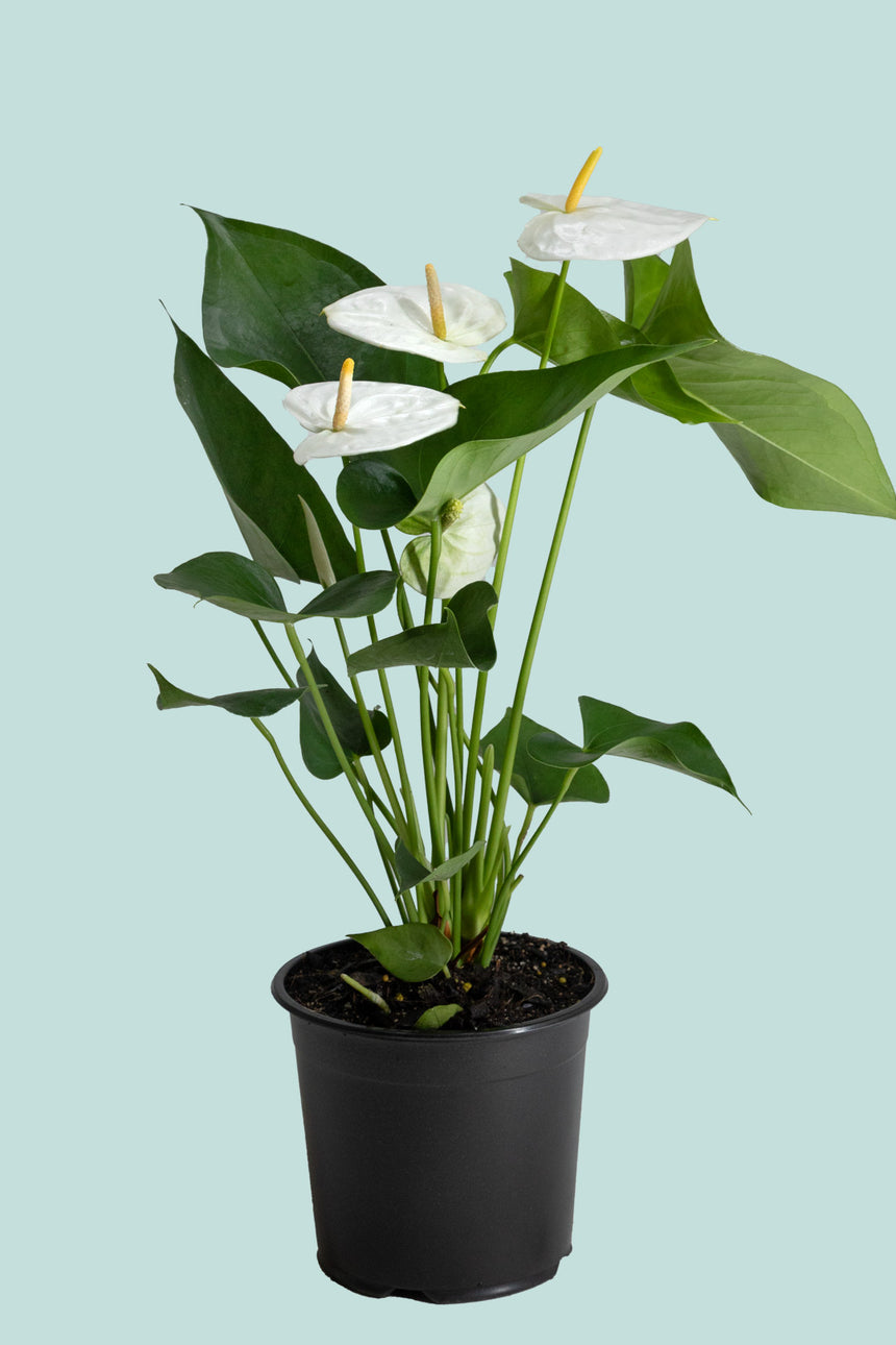 Anthurium White - Vanilla - 1.3L / 14cm / Small