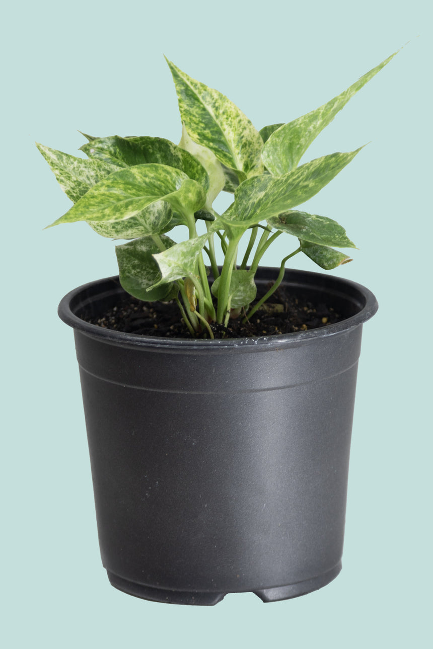 Variegated Anthurium hookeri - 1L / 14cm / Small