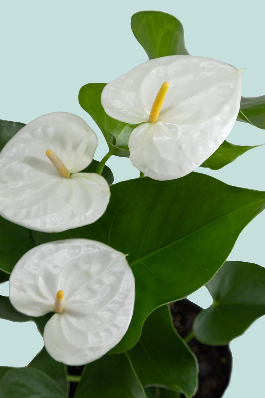 Anthurium White - Vanilla - 1.3L / 14cm / Small