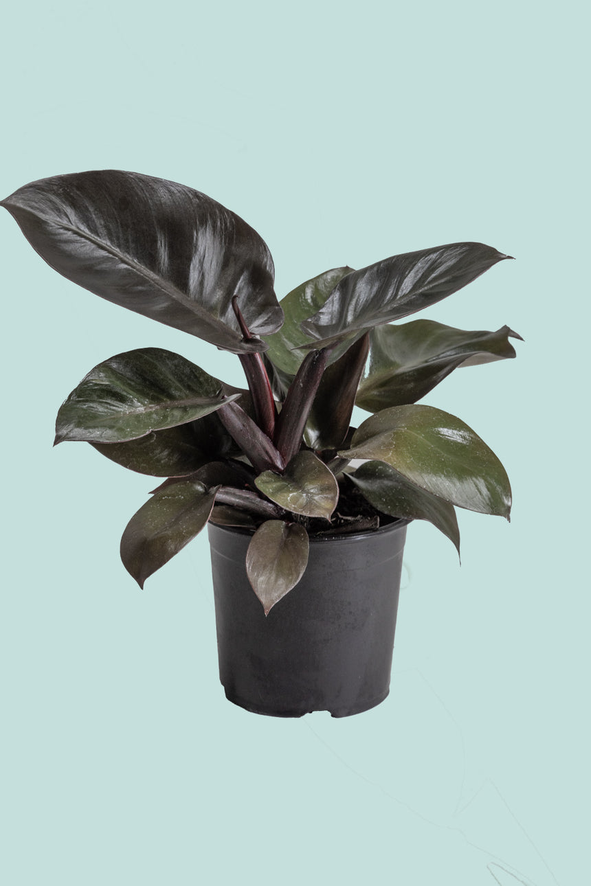 black cardinal philodendron indoor care Philodendron Imperial Green - Indoor Plant