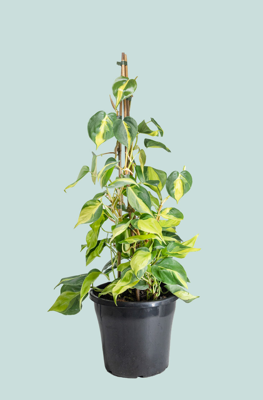 brasil philodendron nz Brazil - Philodendron hederaceum
