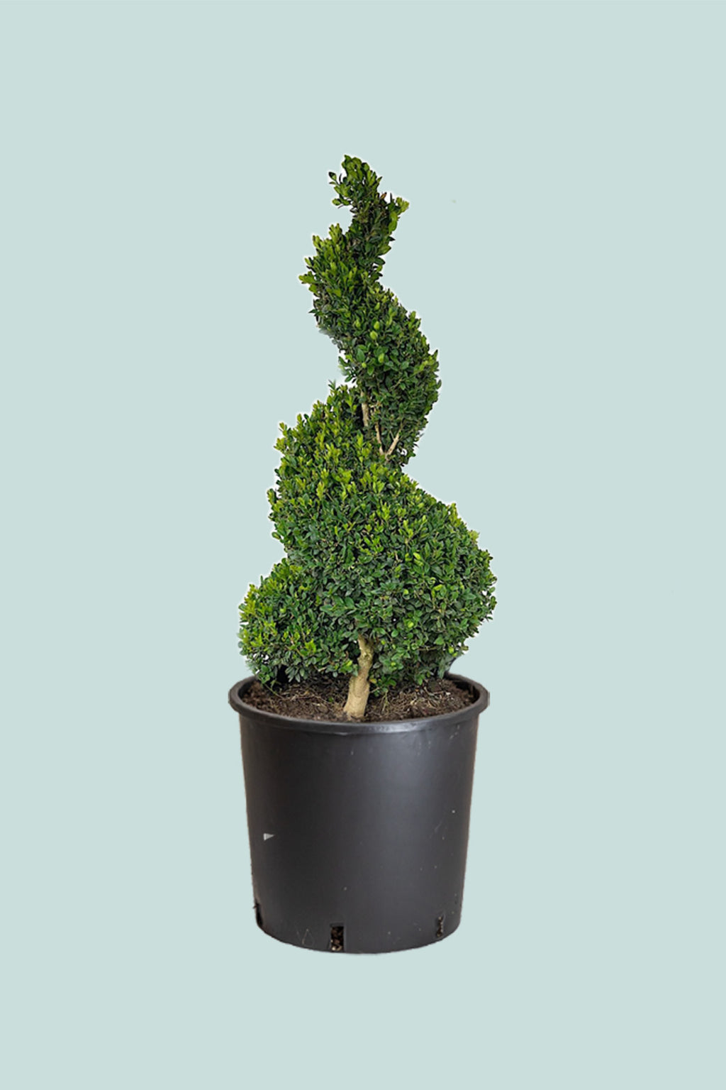 Buxus Corkscrew - 10L / 25cm / XL – PlantHouse