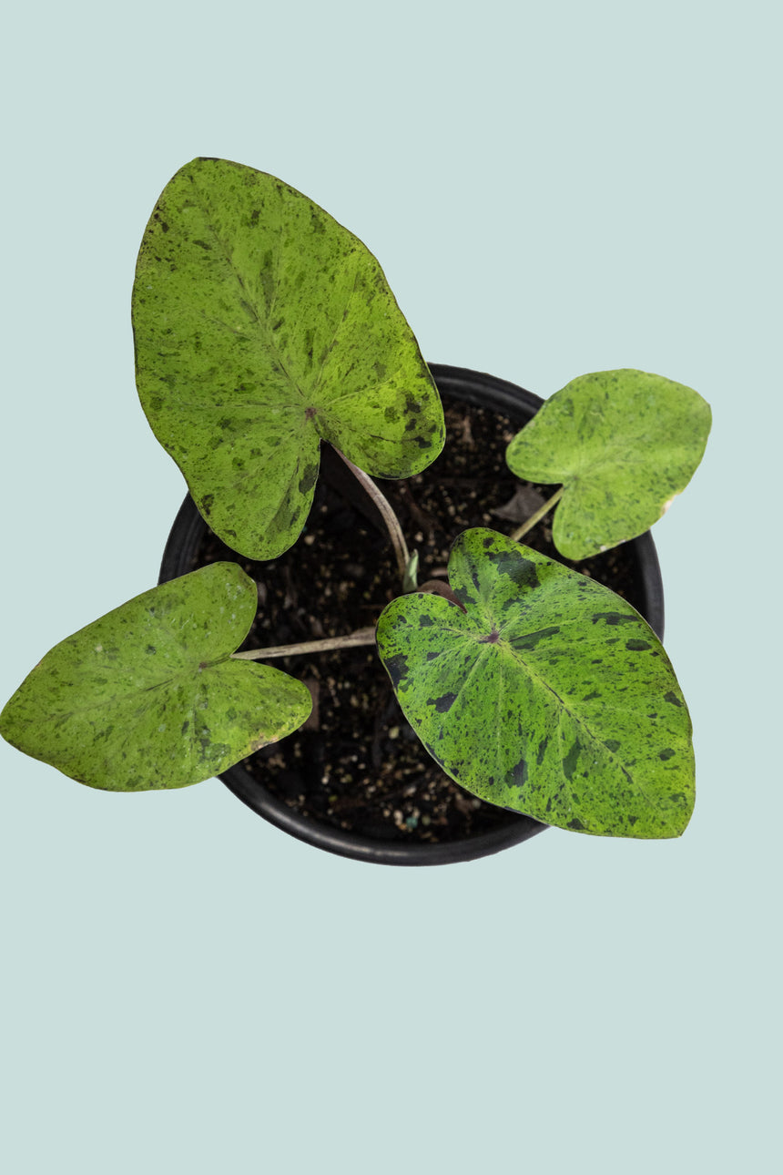 Colocasia esculenta 'Mojito' - 14cm / 1L / Small Plant