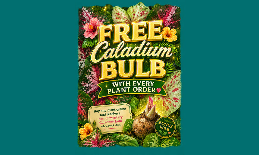 Get Free 1 Bulb Per Plant