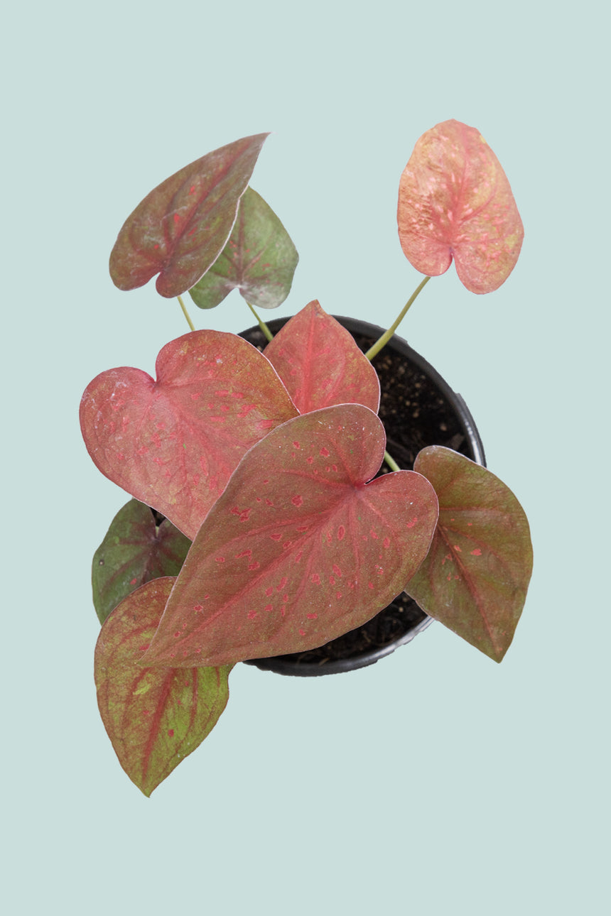 Caladium 'Burning Heart' - 14cm / 1L / Small Plant