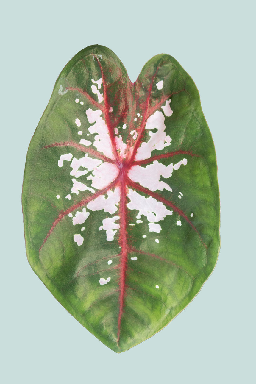 Caladium 'Clowning Around' - 14cm / 1L / Small Plant