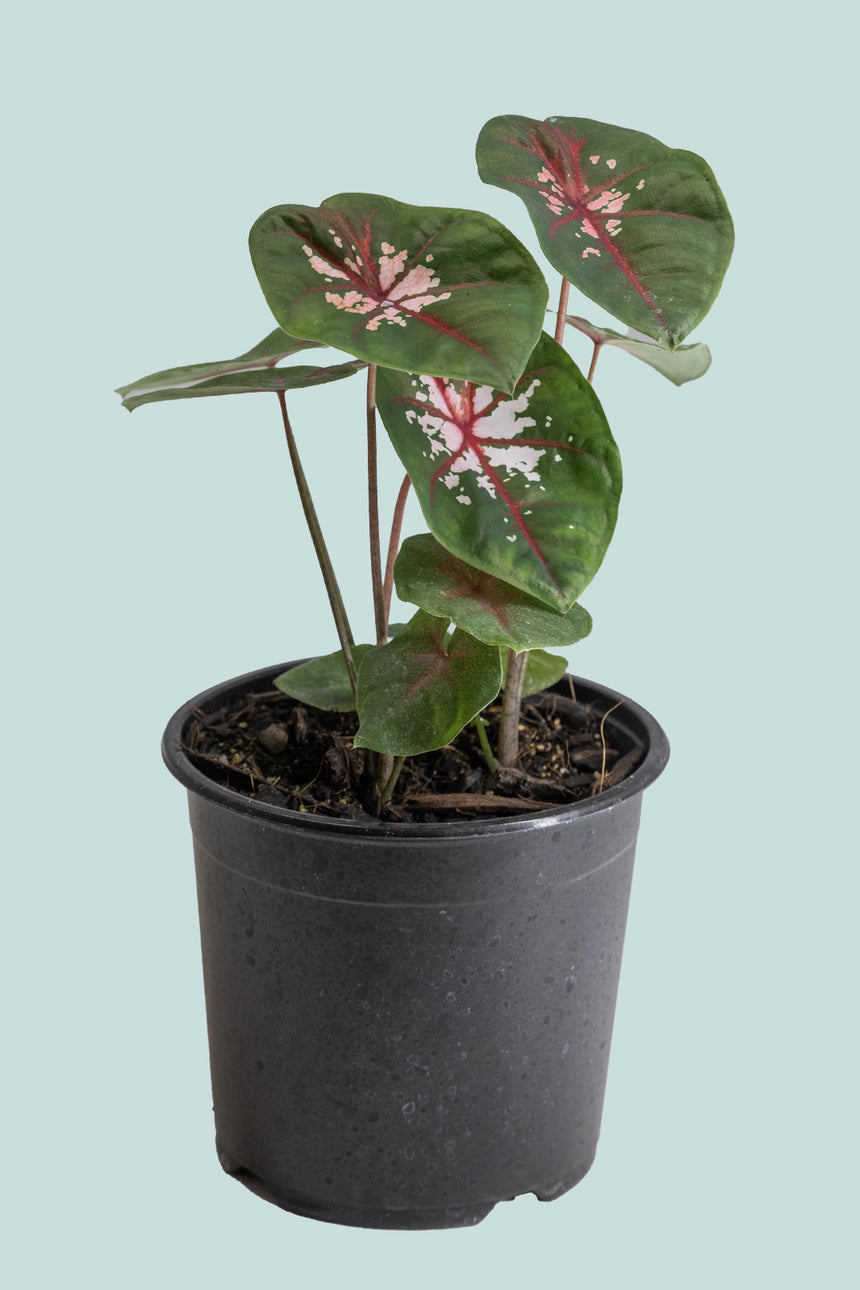 Caladium 'Clowning Around' - 14cm / 1L / Small Plant