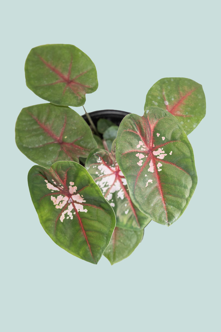 Caladium 'Clowning Around' - 14cm / 1L / Small Plant