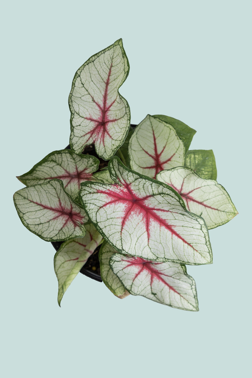 Caladium 'Fiesta' - 14cm / 1L / Small Plant