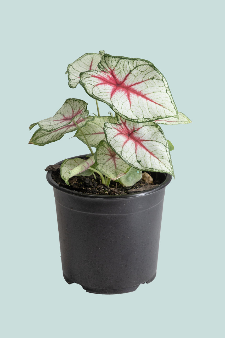 Caladium 'Fiesta' - 14cm / 1L / Small Plant