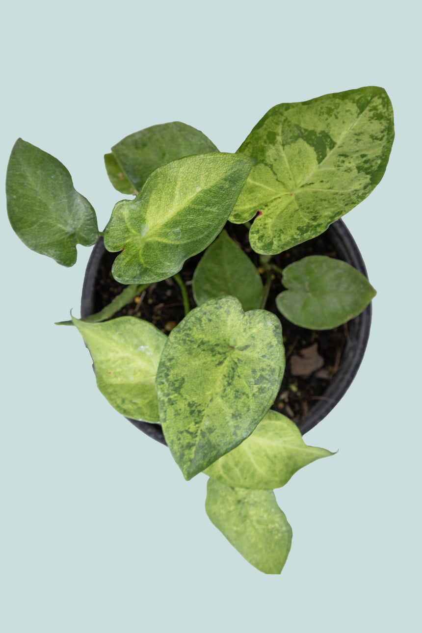 Caladium 'Frog In A Blender' - 14cm / 1L / Small Plant