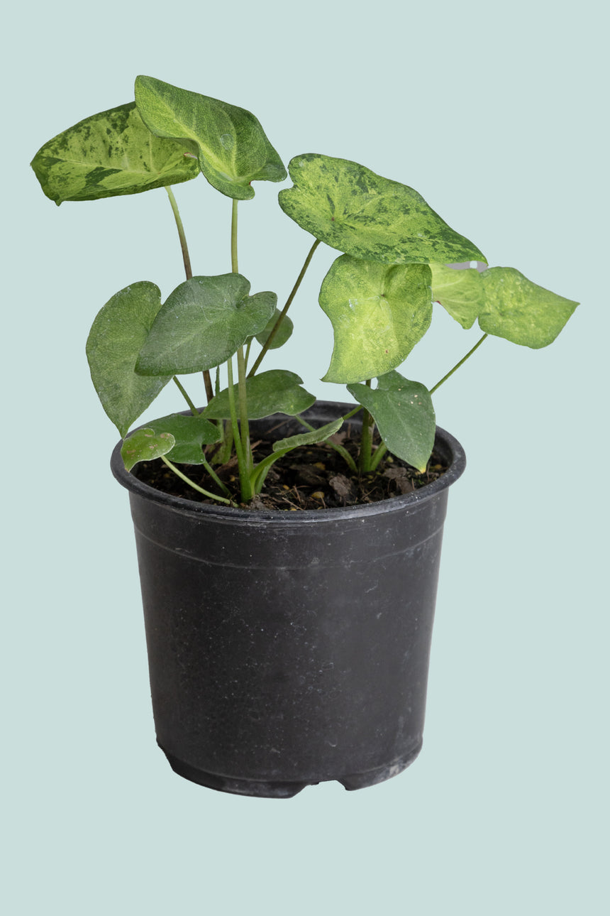 Caladium 'Frog In A Blender' - 14cm / 1L / Small Plant