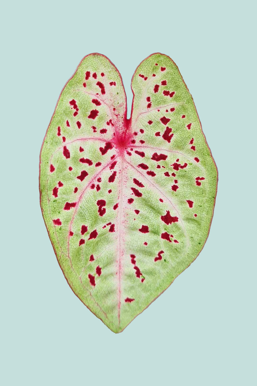 Caladium 'Miss Muffet' - 14cm / 1L / Small Plant