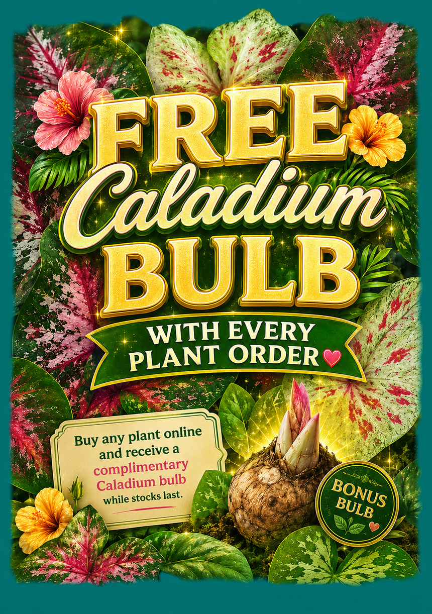 Caladium Bulb