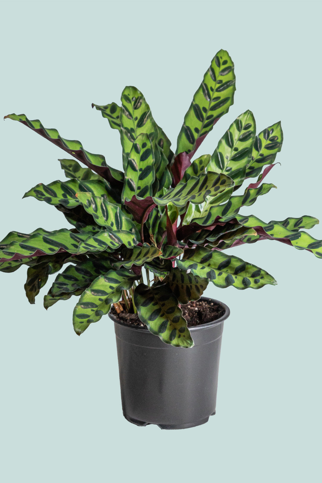 Calathea insignis 'Rattlesnake' - Indoor Plant - PlantHouse NZ