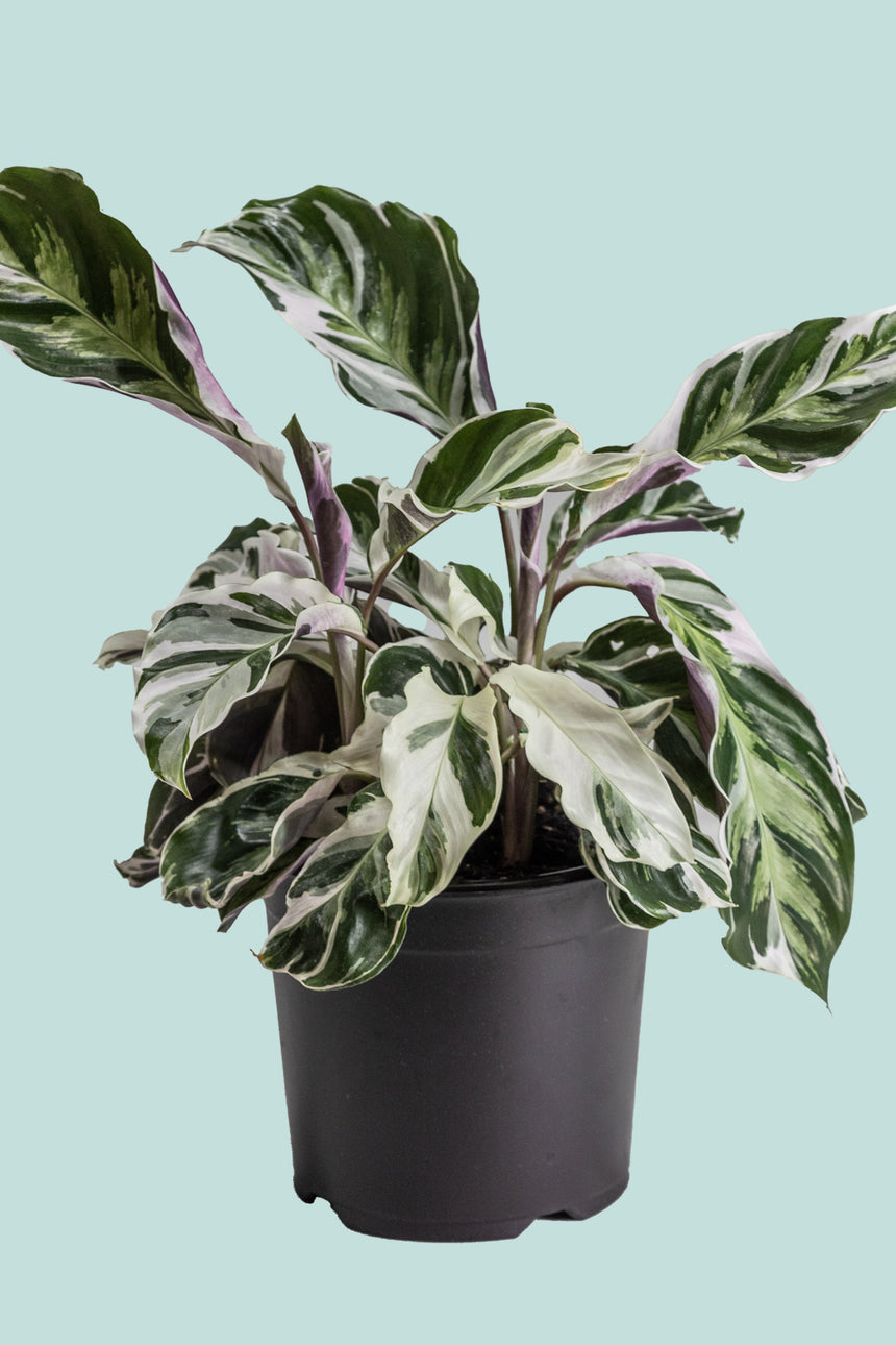 Calathea 'White Fusion' - 1L / 14cm / Small