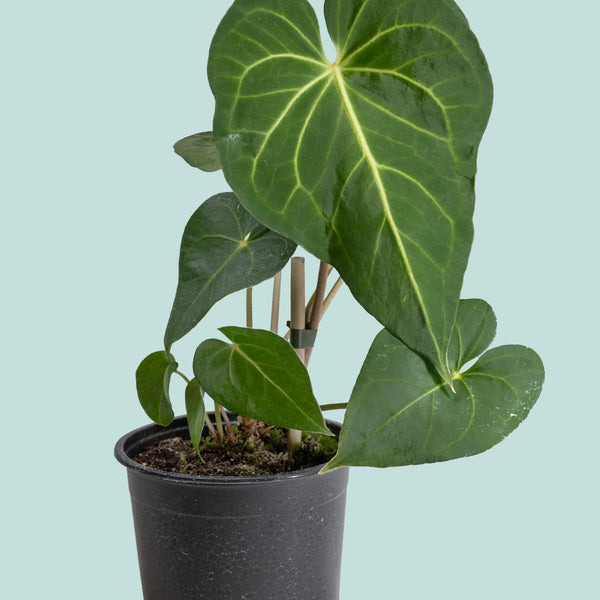 Anthurium clarinervium 'Green Heart'