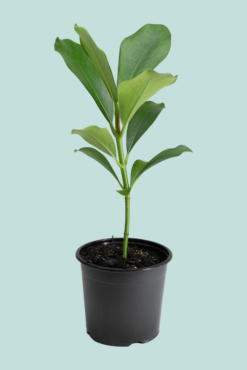 Clusia major - Autograph Tree - 1.3L / 14cm / Small