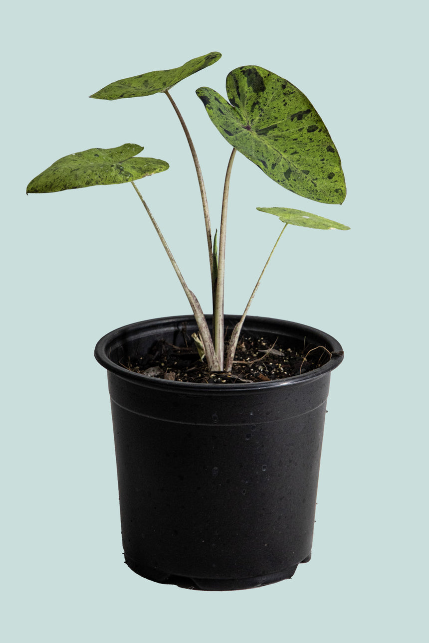 Colocasia esculenta 'Mojito' - 14cm / 1L / Small Plant