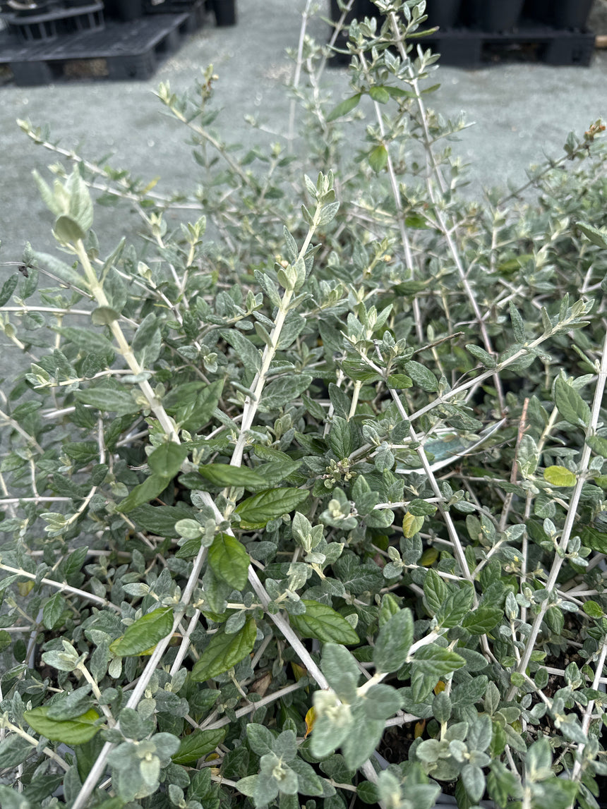 Teucrium fruticans