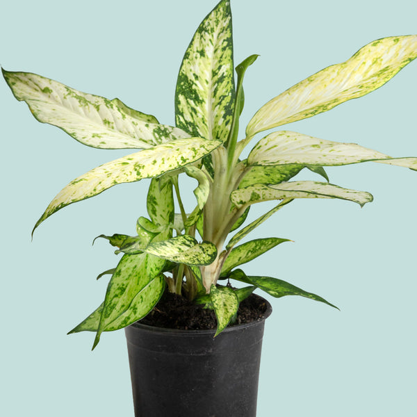 dieffenbachia starbright Dieffenbachia Star Bright