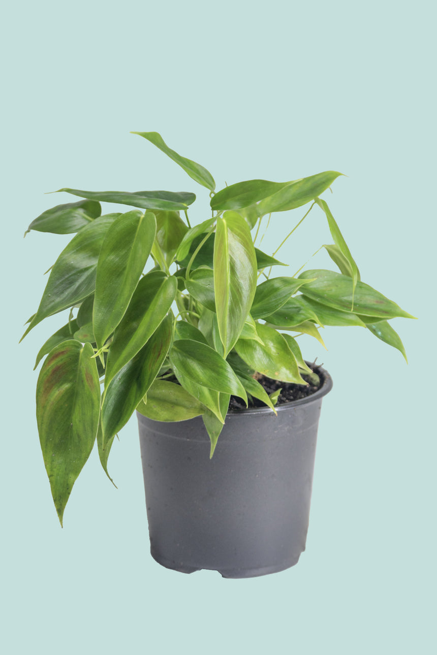 Esmerelda - Philodendron esmereldense - 1.3L / 14cm / Small
