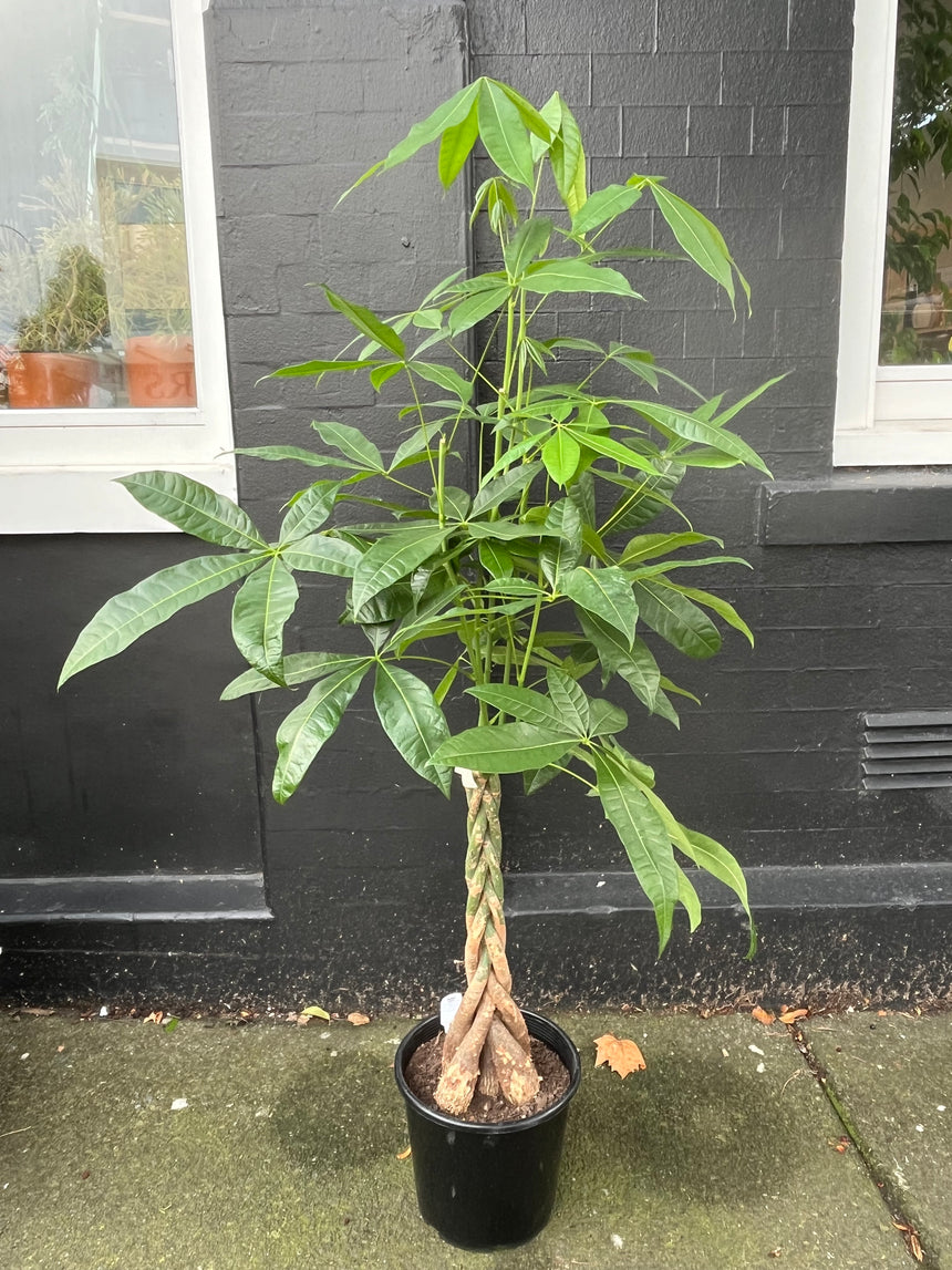 money tree nz Braided Pachira Money Tree in 20cm Nursery Pot – PlantHouse