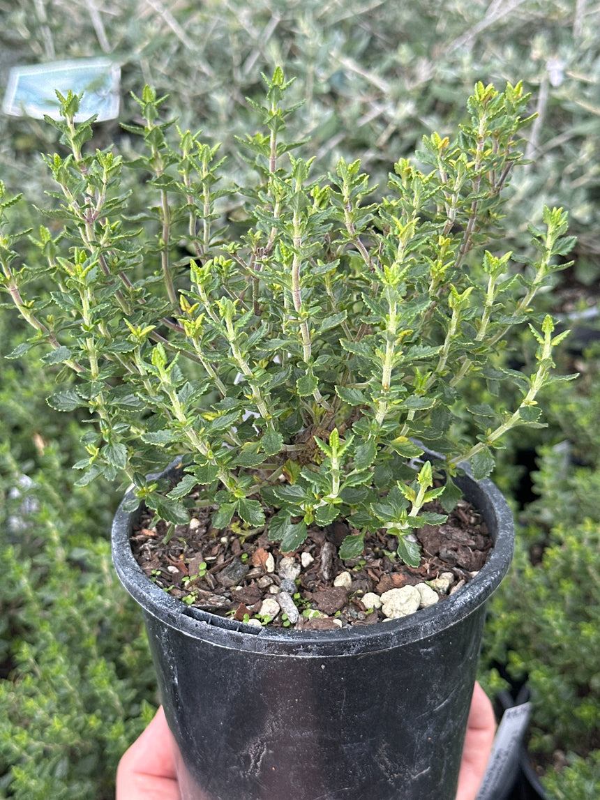 Teucrium Chamaedrys