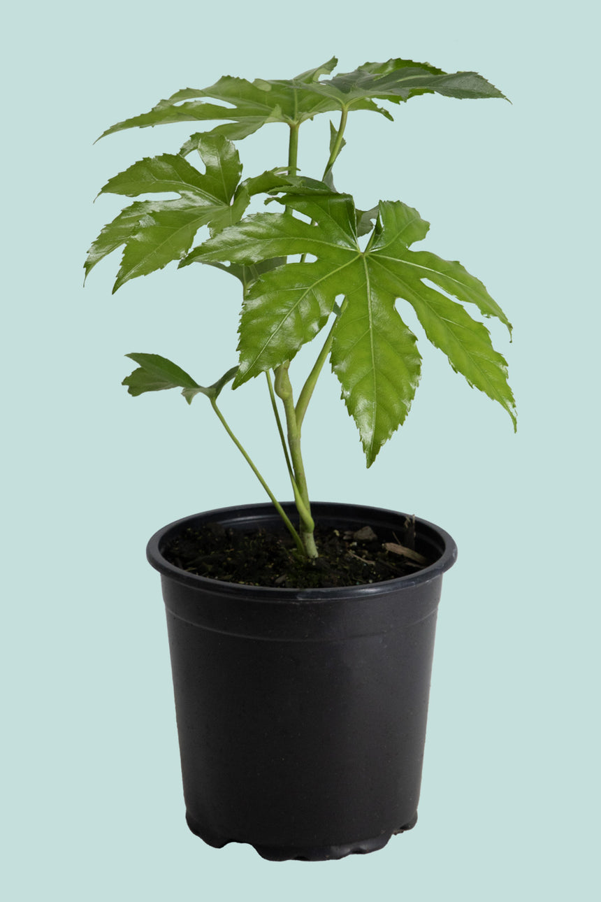 Japanese Aralia - Fatsia Japonica - 2.5L / 17cm / Medium