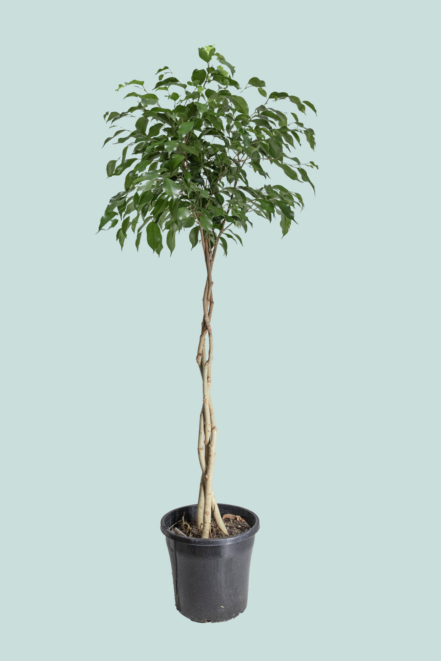 Standard Braided Evergreen Weeping Fig - Ficus benjamina - 10L / 25cm / Large