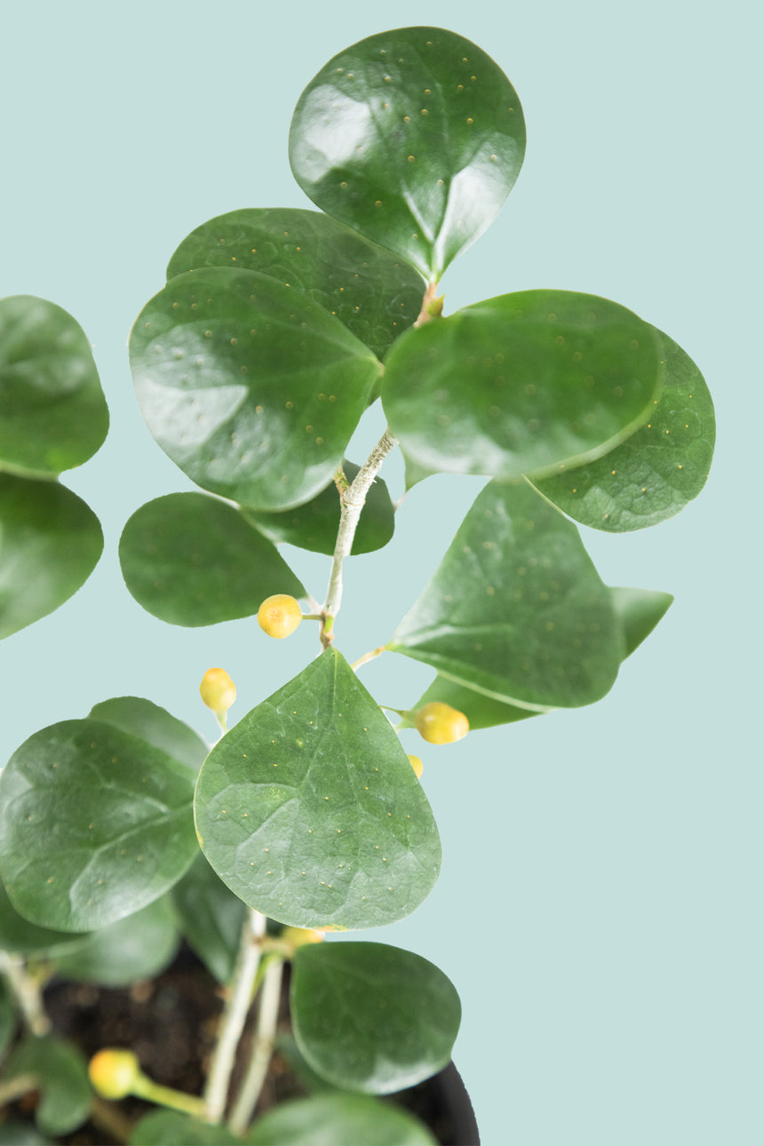 Mistletoe Fig - Ficus deltoidea - 1.3L / 13cm / Small