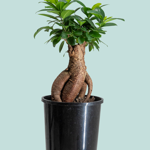 bonsai trees for sale nz Funky Ficus - Ficus microcarpa